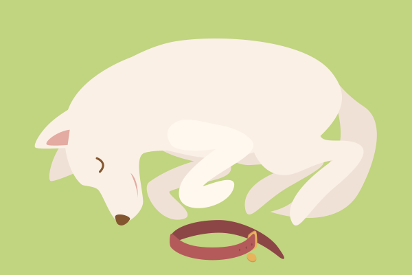 息を引き取った犬。四肢を曲げ、丸まって眠るような体勢