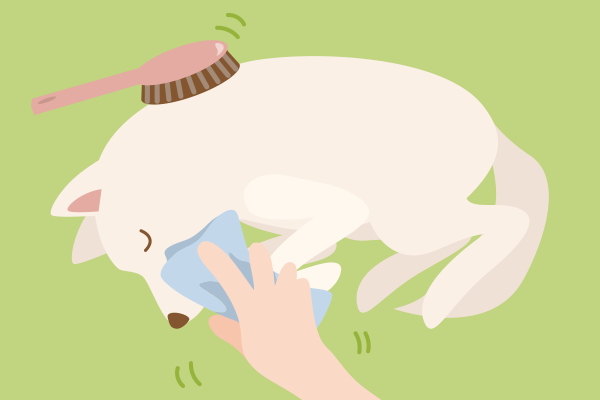 ブラッシングで毛並みを整え、顔まわりを拭く様子