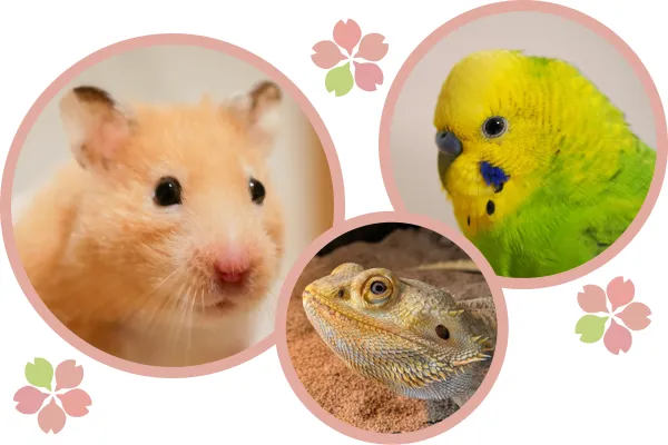 ハムスター・セキセイインコ・フトアゴヒゲトカゲ