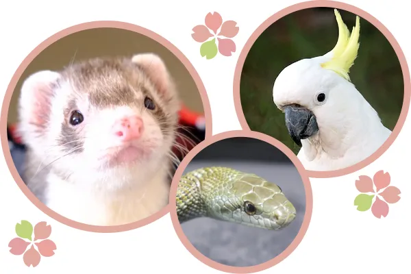 フェレット・オウム・へび