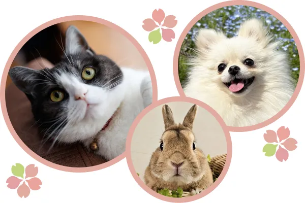 ねこ・ポメラニアン・うさぎ