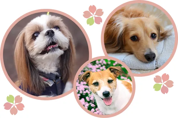 シーズー・ミニチュアダックス・ジャックラッセルテリア