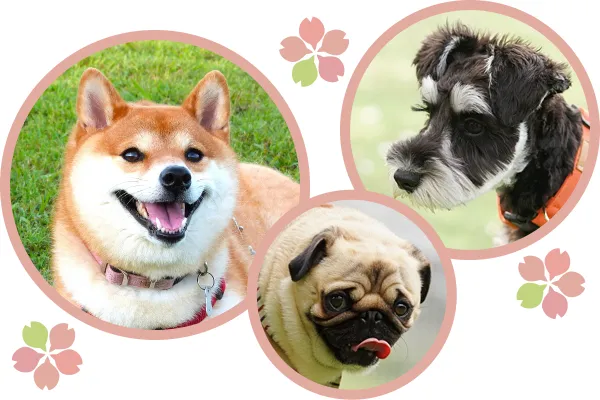 柴犬・ミニチュアシュナウザー・パグ