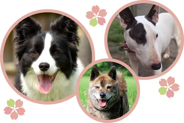 ボーダーコリー・ブルテリア・甲斐犬